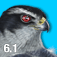 iBird Plus Guide to Birds